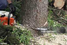 How Our Tree Care Process Works  in Hyde Park, UT